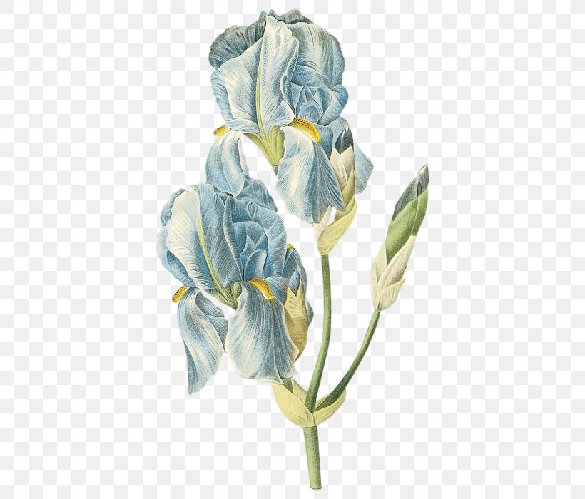 Botanical Illustration Printmaking Botany Flower Art, PNG, 400x700px, Botanical Illustration, Art, Artist, Blue, Botany Download Free