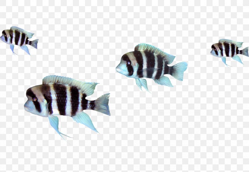 Fish Clip Art, PNG, 1280x883px, Fish, Organism, Ornamental Fish, Photography, Pixel Download Free