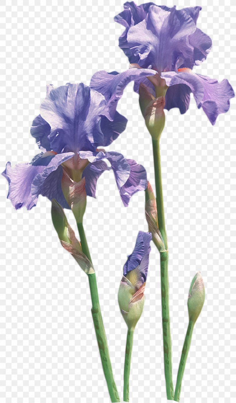 Flower Irises Common Poppy, PNG, 1153x1968px, Flower, Blog, Common Poppy, Cut Flowers, Drawing Download Free