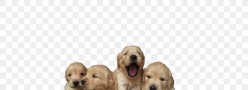 Golden Retriever English Cocker Spaniel Puppy Dog Breed Companion Dog, PNG, 1240x452px, Golden Retriever, Breed, Carnivoran, Companion Dog, Crossbreed Download Free