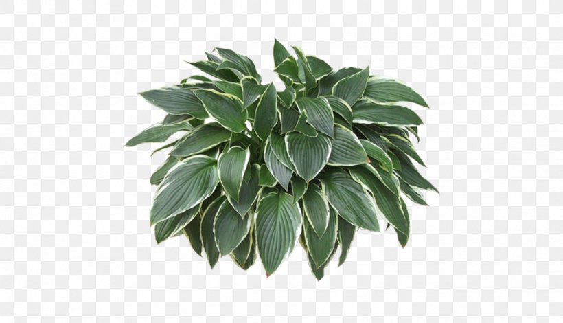 Houseplant, PNG, 1136x652px, Houseplant, Chart, Diagram, Evergreen, Flowerpot Download Free