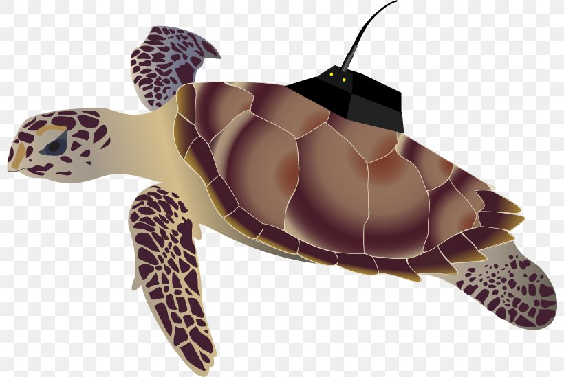 Loggerhead Sea Turtle Hawksbill Sea Turtle Olive Ridley Sea Turtle, PNG, 800x549px, Loggerhead Sea Turtle, Abiotic Component, Animal, Biotic Component, Coral Reef Download Free