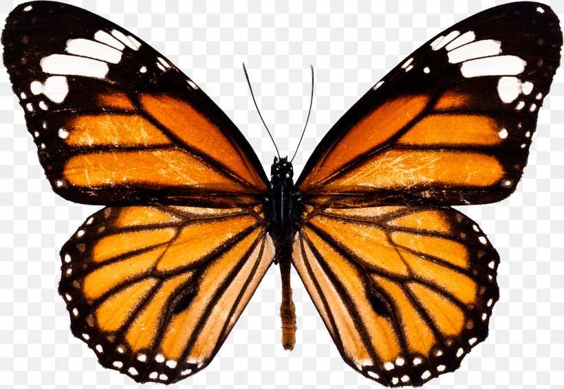 Monarch Butterfly Drawing How To Draw And Sketch, PNG, 2703x1867px, Butterfly, Aposematism, Arthropod, Brush Footed Butterfly, Butterflies And Moths Download Free