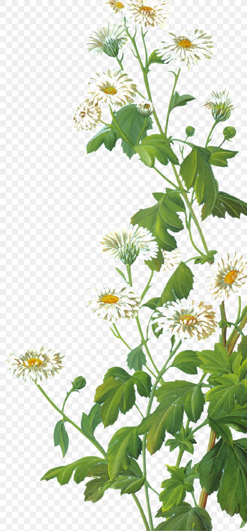 Image Clip Art Download Vector Graphics, PNG, 1024x2203px, Publicity, Advertising, Annual Plant, Chrysanthemum, Copyright Download Free
