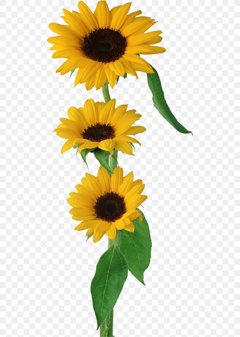Common Sunflower Clip Art, PNG, 500x1147px, Common Sunflower, Annual Plant, Daisy Family, Data Compression, Digital Image Download Free