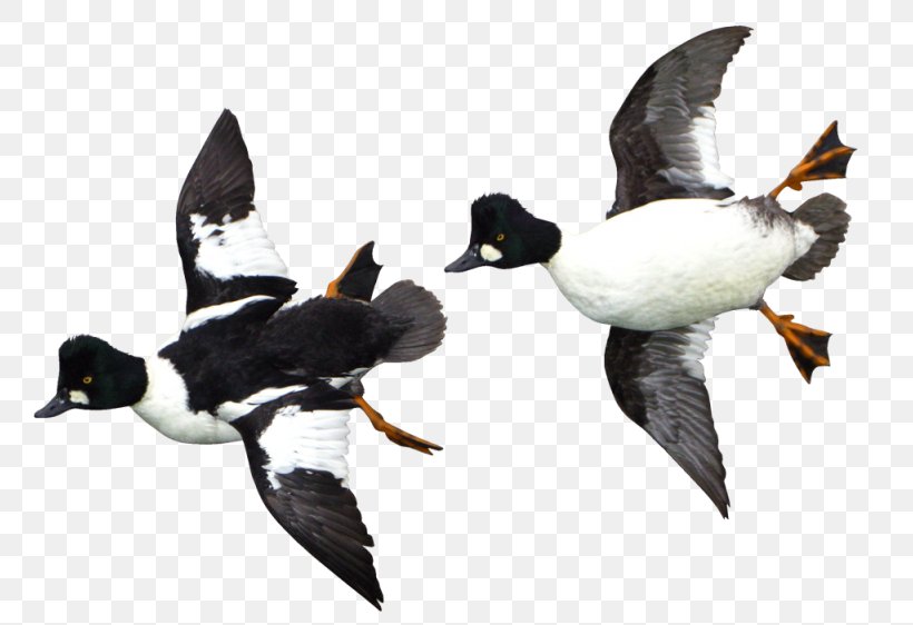 Duck Beak Fauna Water Bird, PNG, 800x562px, Duck, Beak, Bird, Ducks Geese And Swans, Fauna Download Free