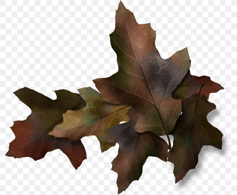 Leaf Twig Painting Branch, PNG, 785x673px, Leaf, Art, Autumn, Branch, Clothing Download Free