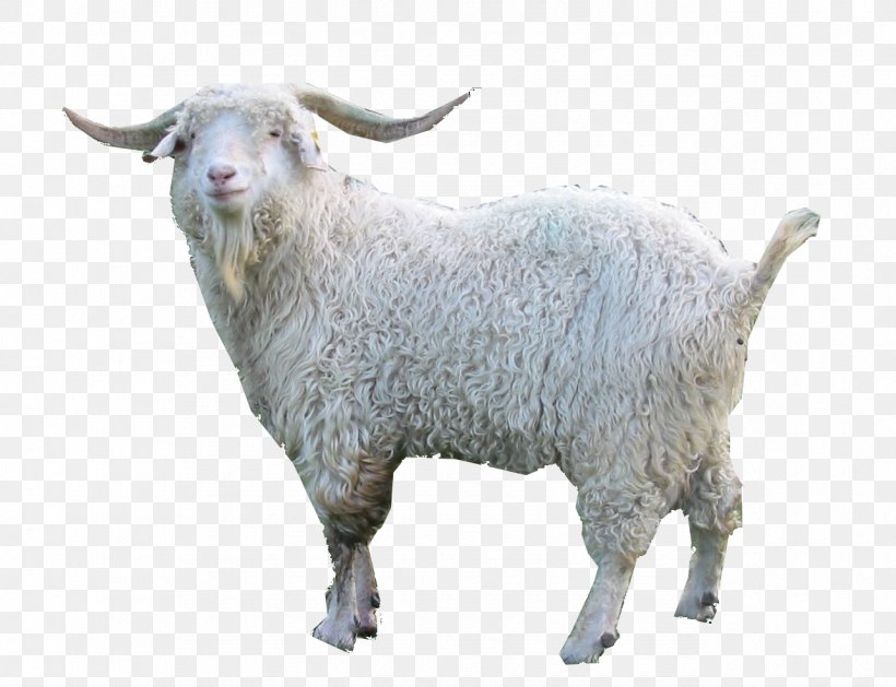 Oberhasli Goat Nigerian Dwarf Goat Fainting Goat Damascus Goat Angora Goat, PNG, 1285x986px, Oberhasli Goat, Angora Goat, Cattle Like Mammal, Cow Goat Family, Damascus Goat Download Free