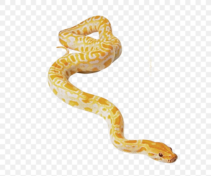 Snake Reptile Morelia Bredli Morelia Spilota Cheynei Green Anaconda, PNG, 604x684px, Snake, Anaconda, Animal, Ball Python, Boa Constrictor Download Free
