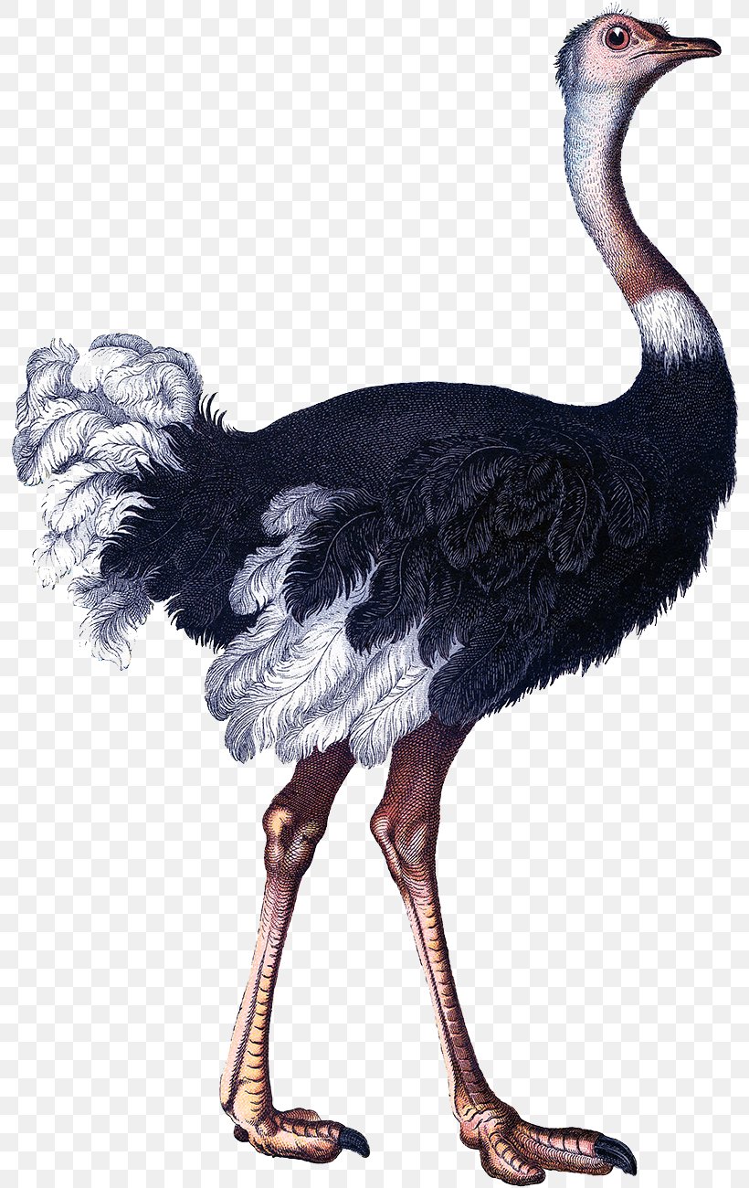 Common Ostrich Bird Craft Clip Art, PNG, 800x1300px, Common Ostrich, Animal, Antique, Beak, Bird Download Free