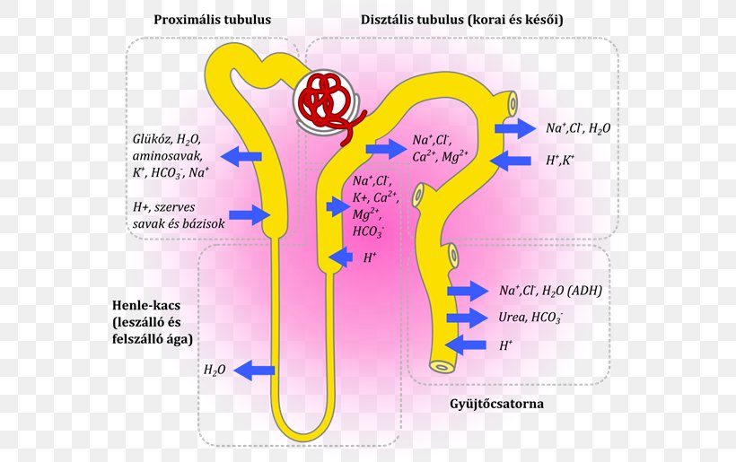 Diagram Line, PNG, 570x515px, Diagram, Area, Organism, Text Download Free