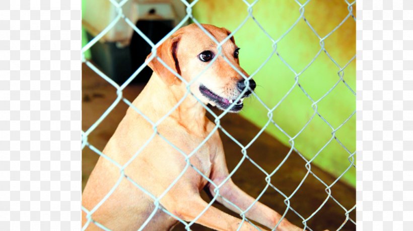 Labrador Retriever Dog Breed Kennel Animal Shelter Snout, PNG, 1011x568px, Labrador Retriever, Animal Shelter, Breed, Dog, Dog Breed Download Free