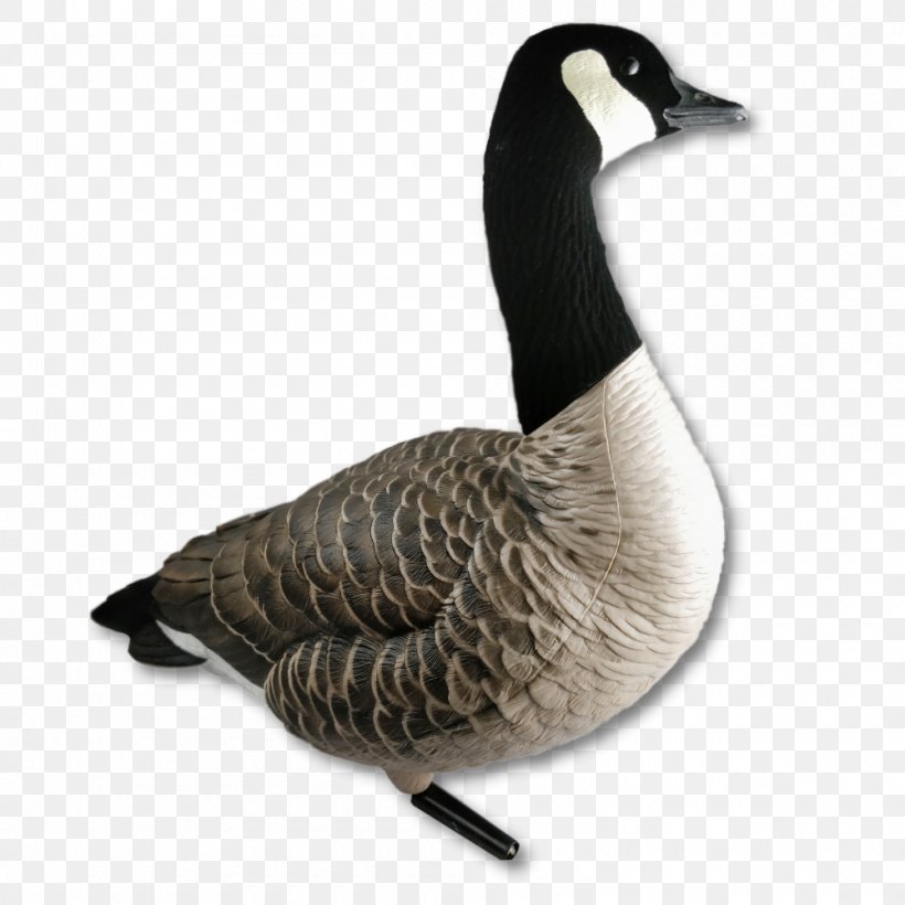 Canada Goose Duck Hunting & Wildlife Calls, PNG, 1000x1000px, Goose, Beak, Bird, Canada, Canada Goose Download Free