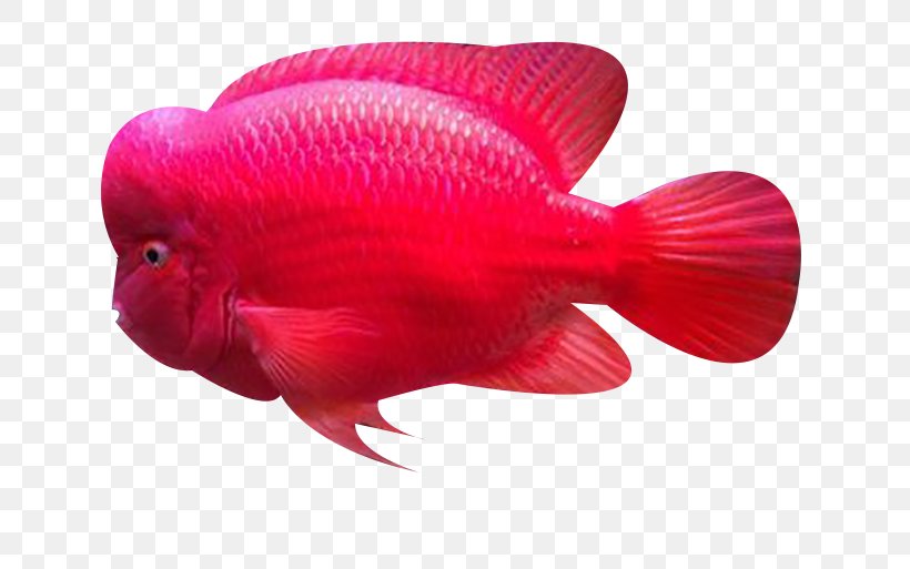 Common Carp Fish Biology Ocean, PNG, 689x513px, Common Carp, Biology, Fish, Fishkeeping, Flying Fish Download Free