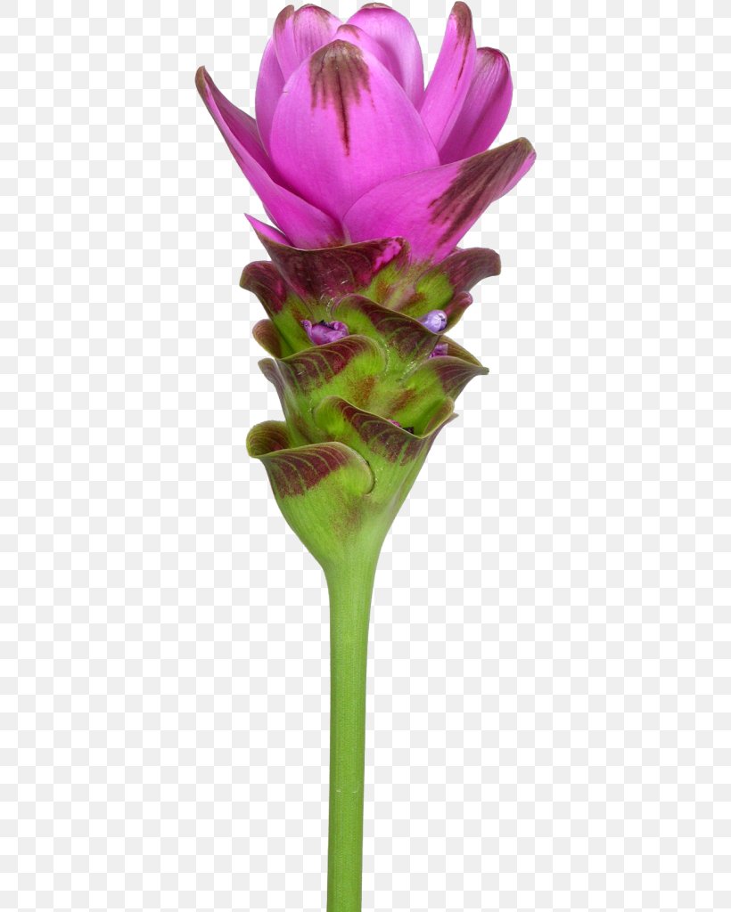 Cut Flowers Siam Tulip Turmeric Plant Rhizome, PNG, 384x1024px, Cut Flowers, Bract, Flora, Flower, Flowering Plant Download Free
