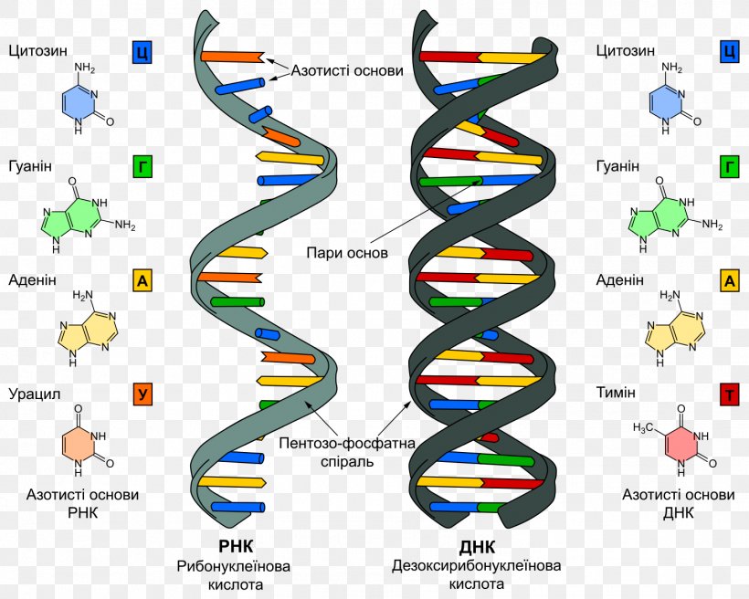 DNA And RNA Nucleic Acid RNA World, PNG, 1497x1198px, Dna And Rna, Adenine, Adna, Area, Cell Download Free