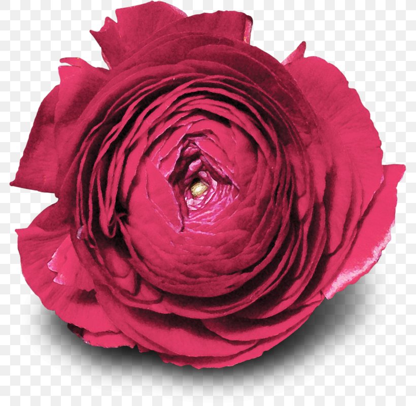 Garden Roses Cabbage Rose Floribunda Flower Petal, PNG, 783x800px, Watercolor, Cartoon, Flower, Frame, Heart Download Free