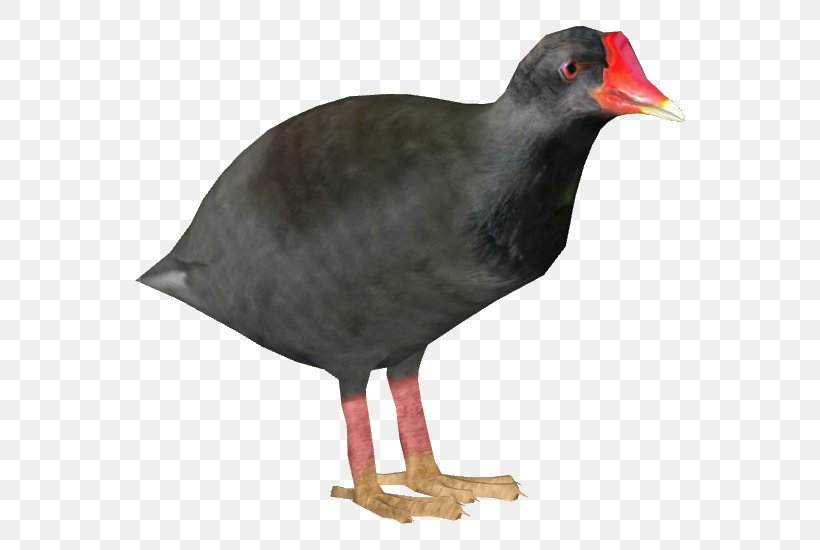 Beak Water Bird Landfowl Fauna, PNG, 550x550px, Beak, Bird, Fauna, Galliformes, Landfowl Download Free