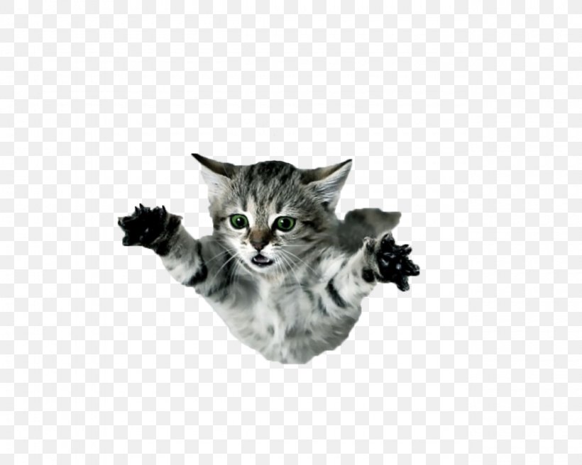 Desktop Wallpaper Cat Display Resolution Kitten, PNG, 1280x1024px, Cat, American Shorthair, Carnivoran, Cat Like Mammal, Chart Download Free