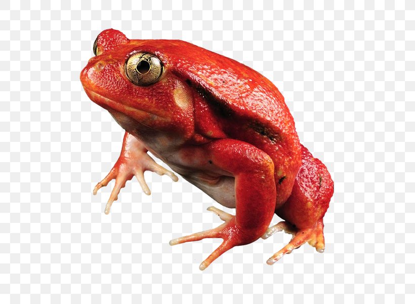 Frog Maroantsetra Dyscophus Antongilii Amphibians Tomato, PNG, 600x600px, 4k Resolution, Frog, American Bullfrog, Amphibian, Amphibians Download Free