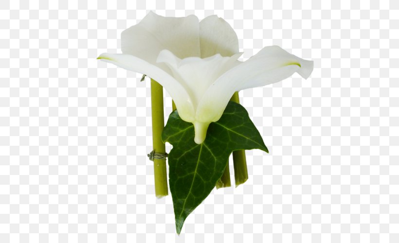 Gift Cut Flowers New Caledonia Flower Bouquet, PNG, 500x500px, Gift, Alismatales, Anthurium, Arum, Arum Family Download Free