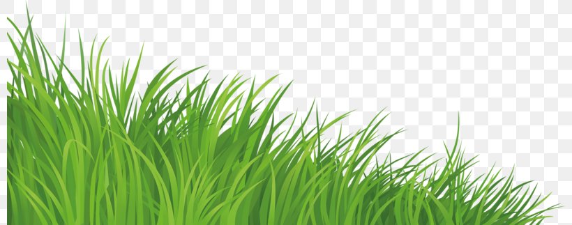 Lawn Clip Art, PNG, 800x323px, Lawn, Chrysopogon Zizanioides, Commodity, Dots Per Inch, Free Content Download Free