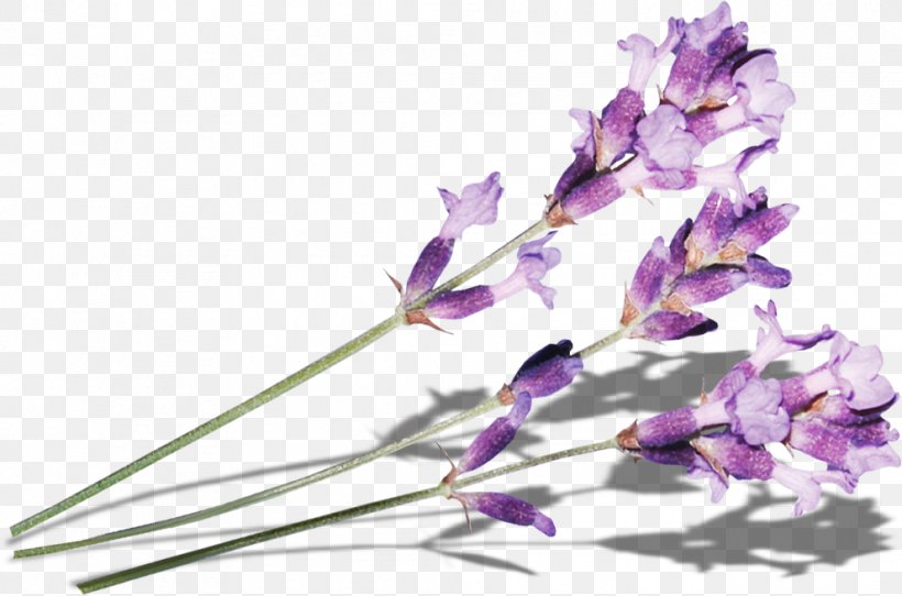 Purple Lilac Flower, PNG, 991x656px, Purple, Blossom, Branch, Cut Flowers, Designer Download Free