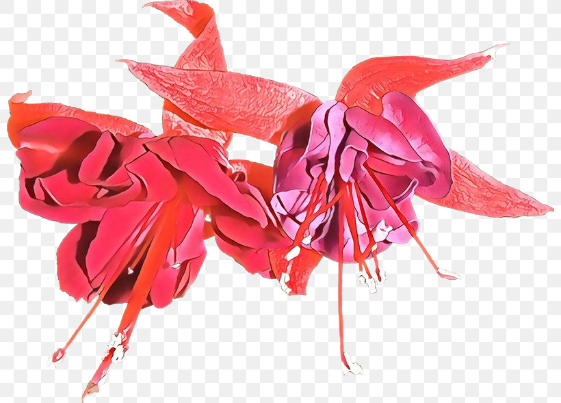 Red Plant Flower Fuchsia, PNG, 800x589px, Red, Flower, Fuchsia, Plant Download Free