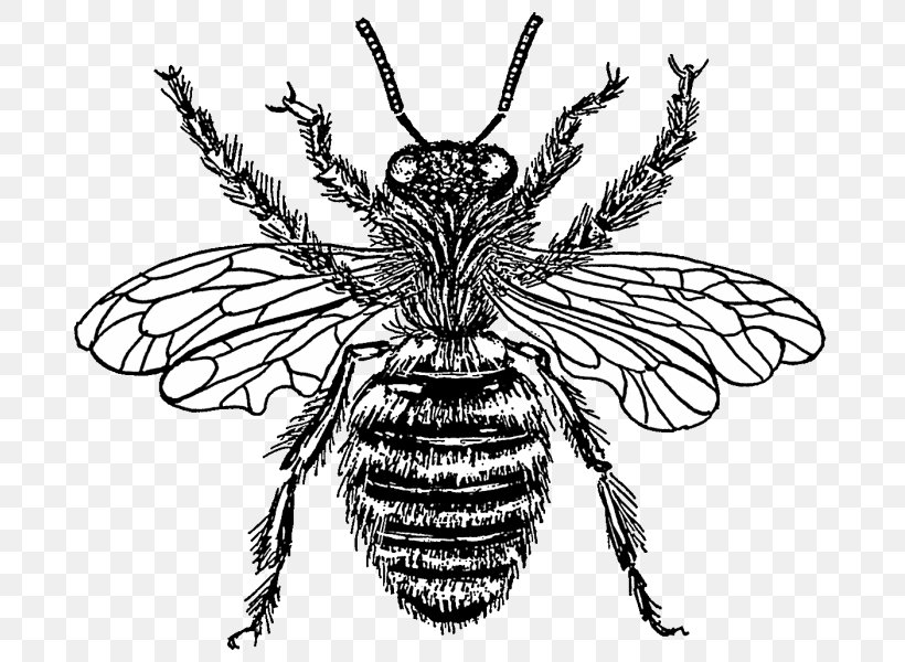Western Honey Bee Drawing Clip Art, PNG, 695x600px, Bee, Arthropod, Beehive, Black And White, Bumblebee Download Free