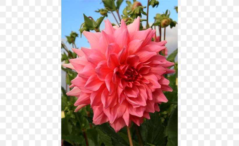 Dahlia Cabbage Rose Floribunda Petal Annual Plant, PNG, 500x500px, Dahlia, Annual Plant, Cabbage Rose, China Rose, Daisy Family Download Free