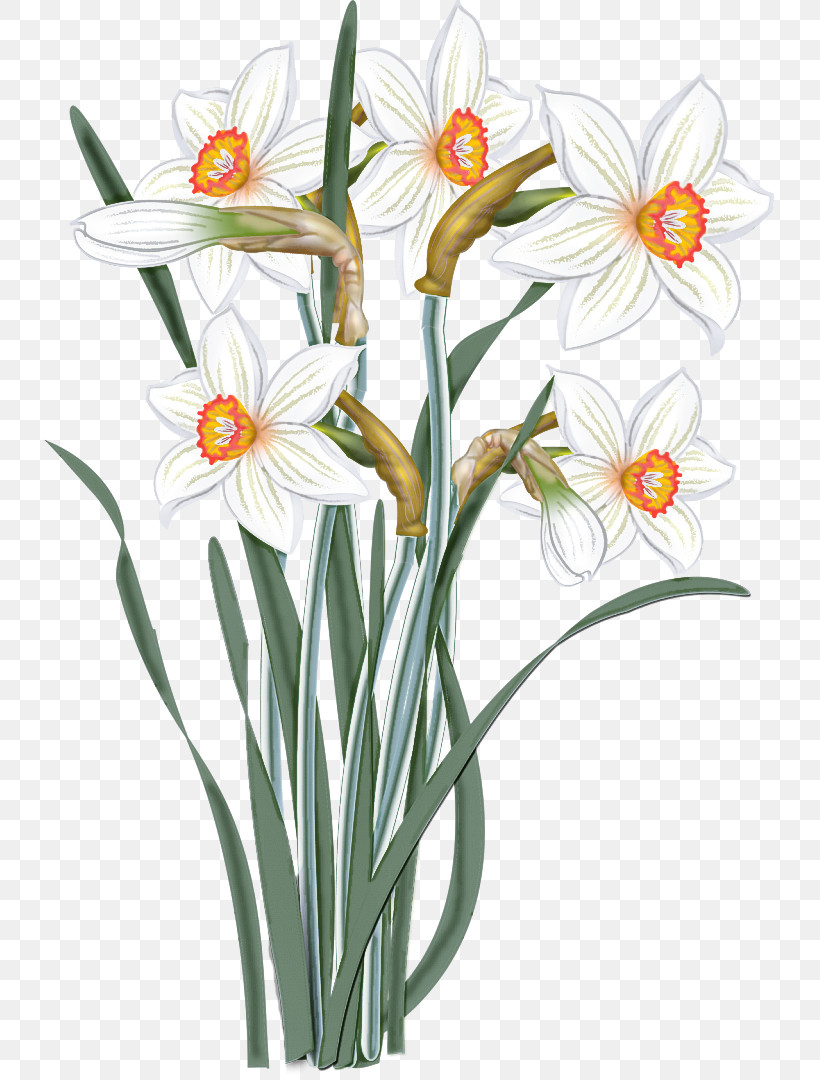 Flower Plant Narcissus Pedicel Petal, PNG, 731x1080px, Flower, Amaryllis Family, Cut Flowers, Narcissus, Pedicel Download Free