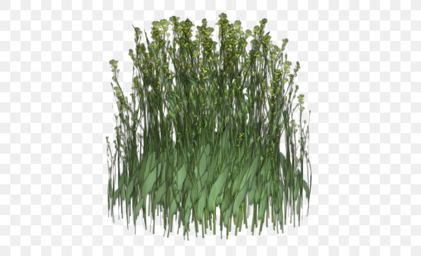Sweet Grass Flora Advertising Animated Film Plant Stem, PNG, 500x500px, Sweet Grass, Advertising, Animated Film, Ansichtkaart, Commodity Download Free