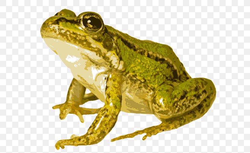 American Bullfrog Edible Frog Common Frog Pool Frog, PNG, 640x503px, American Bullfrog, American Water Frogs, Amphibian, Bullfrog, Common Frog Download Free