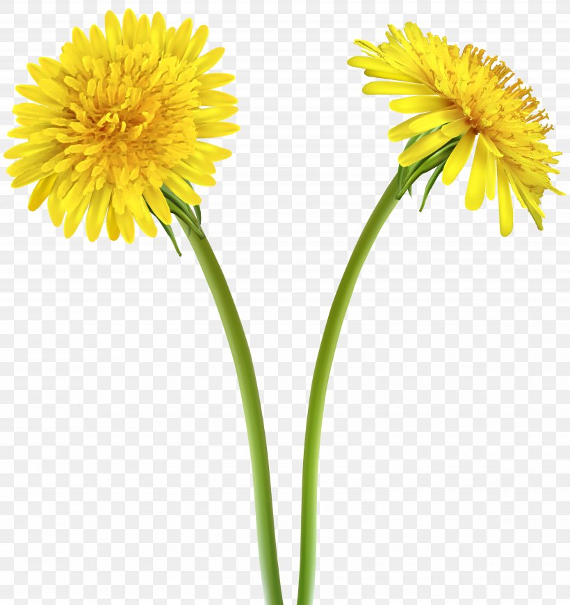 Drawing Dandelion Clip Art, PNG, 7545x8000px, Drawing, Annual Plant, Chocolate Sandwich, Computer, Coneflower Download Free