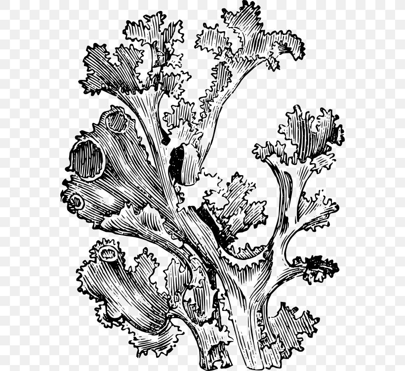 Drawing Iceland Moss Art Plant, PNG, 576x752px, Drawing, Art, Artwork, Black And White, Branch Download Free