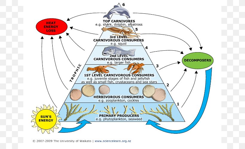 Food Web Food Chain Marine Ecosystem Phytoplankton Trophic Level, PNG, 750x500px, Food Web, Algae, Area, Biology, Christmas Tree Download Free