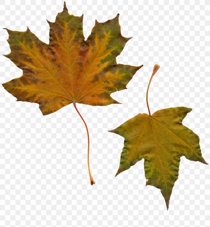 Maple Leaf Autumn, PNG, 2398x2592px, Leaf, Autumn, Autumn Leaves, Deciduous, Gold Download Free