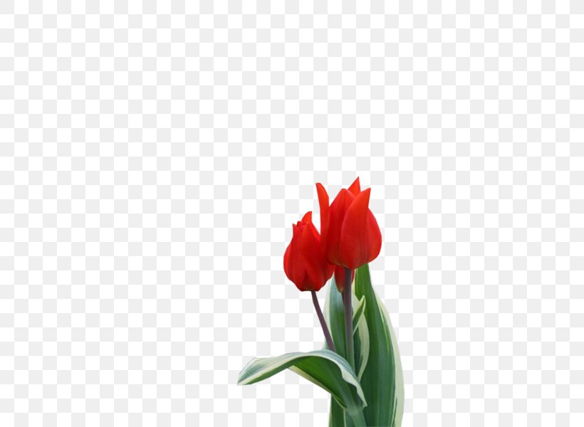 Tulip Jersey Lily Cut Flowers Plant Stem Bud, PNG, 600x600px, Tulip, Amaryllis, Amaryllis Belladonna, Belladonna, Bud Download Free