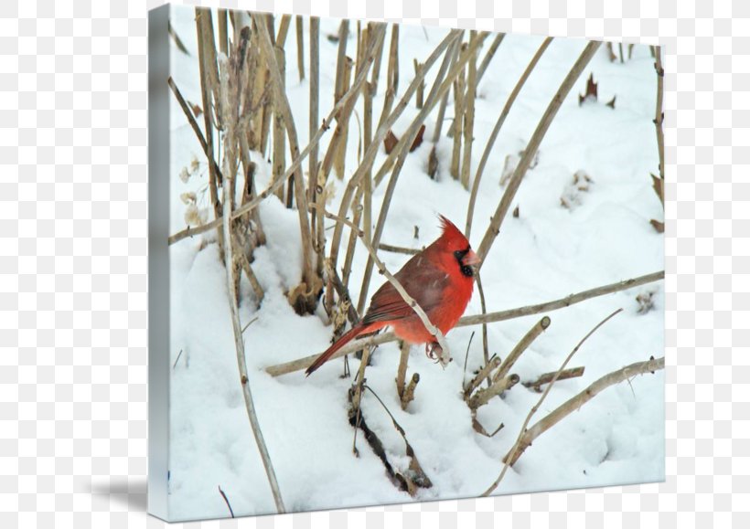 Cardinal Songbird Thin-shell Structure Zazzle Highway M06, PNG, 650x579px, Cardinal, Beak, Bird, Branch, Fauna Download Free