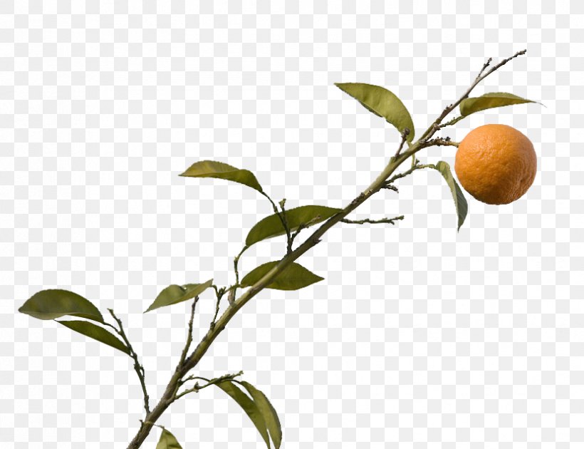 Citrus Xd7 Sinensis Mandarin Orange, PNG, 828x637px, Citrus Xd7 Sinensis, Apples And Oranges, Branch, Citrus, Food Download Free