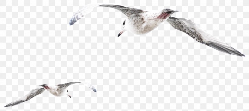 European Herring Gull Gulls Bird Psd Adobe Photoshop, PNG, 1024x457px, European Herring Gull, Animal Figure, Beak, Bird, Charadriiformes Download Free