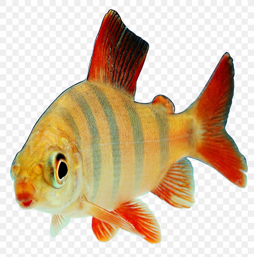 Fish Transparency And Translucency Clip Art, PNG, 2153x2180px, Fish, Bony Fish, Clipping Path, Fauna, Feeder Fish Download Free