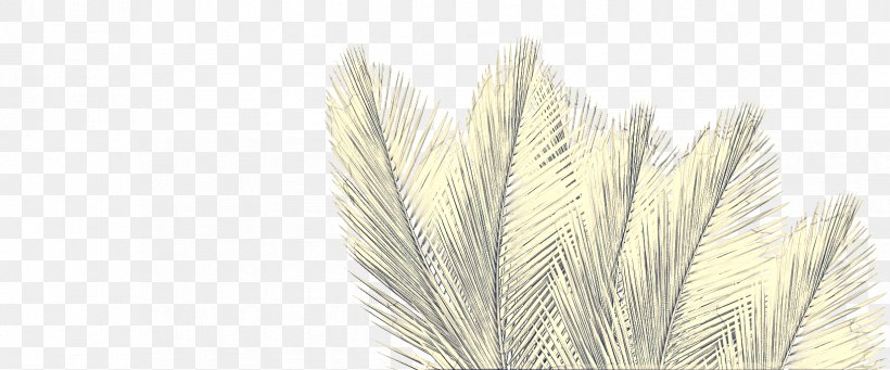 Grass Background, PNG, 1650x688px, Emmer, Feather, Grass, Grass Family, Natural Material Download Free