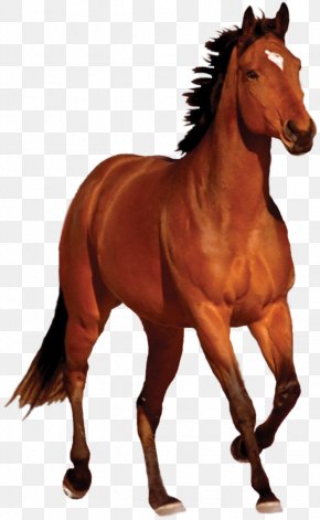 Mustang - Arabian Horse Mustang Equestrian Clip Art PNG