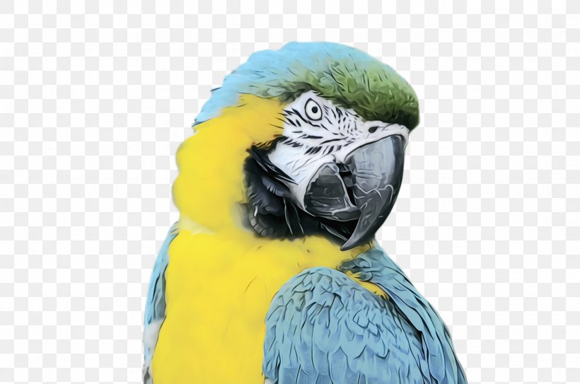 Colorful Background, PNG, 2456x1628px, Parrot, Beak, Bird, Budgie, Colorful Download Free