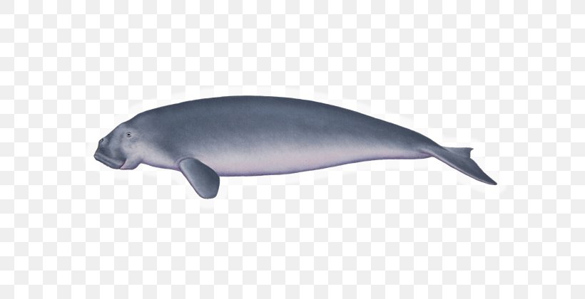 Common Bottlenose Dolphin Tucuxi Porpoise Cetacea Marine Biology, PNG, 600x420px, Common Bottlenose Dolphin, Biology, Bottlenose Dolphin, Cetacea, Dolphin Download Free