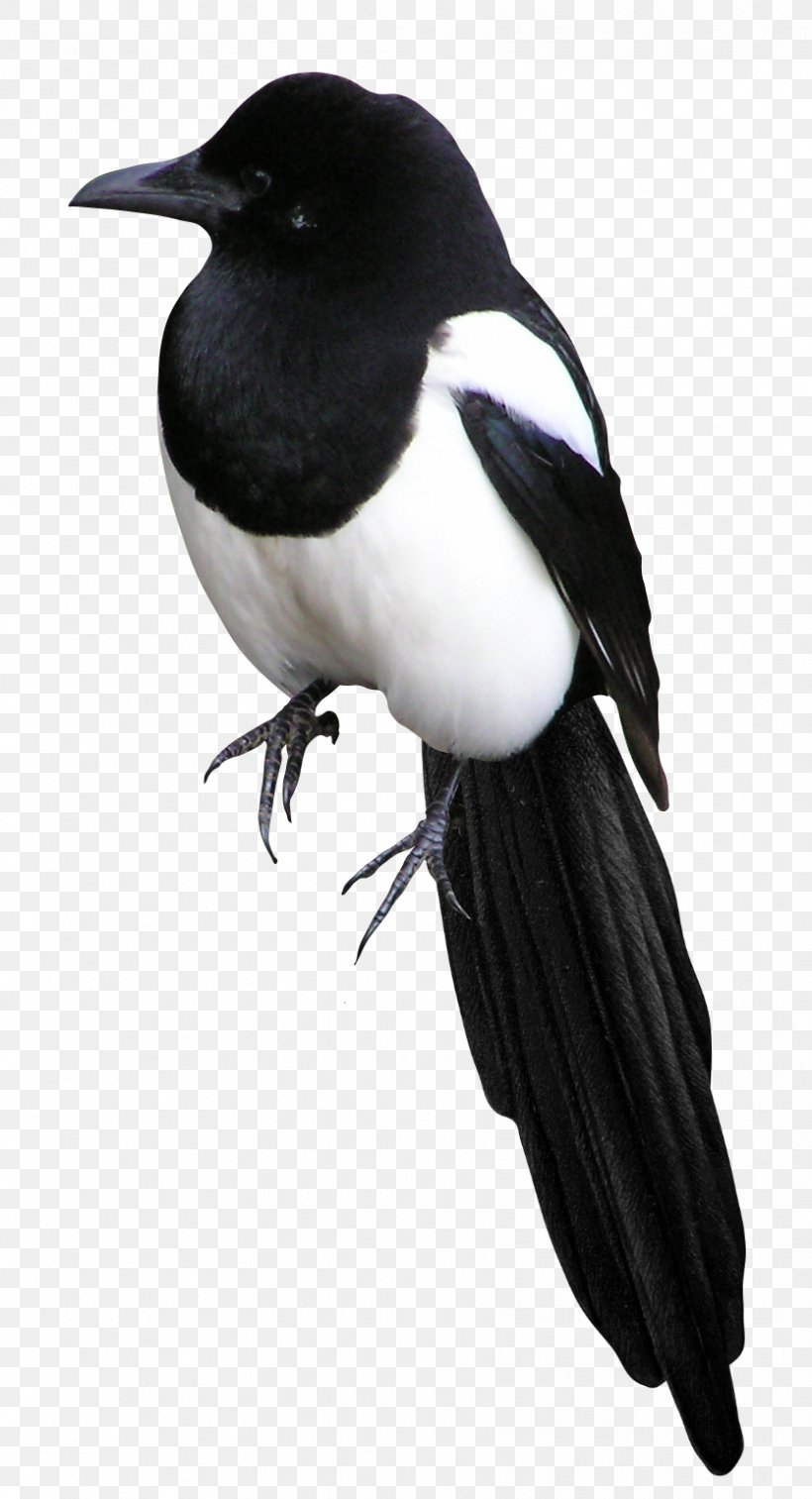 Eurasian Magpie Bird Clip Art Image, PNG, 834x1539px, Eurasian Magpie, Animal, Beak, Bird, Black And White Download Free