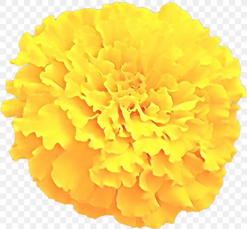 Flowers Background, PNG, 1075x996px, Cartoon, Chrysanths, Cut Flowers, Drawing, English Marigold Download Free