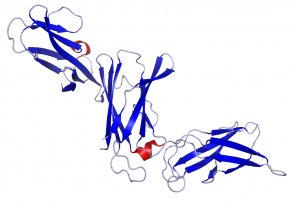 Macrophage Cartoon - Interleukin 12 Macrophage Immune System Dendritic Cell PNG