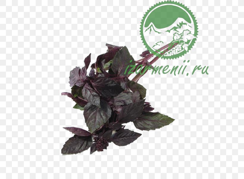 Pancake Salad Herb Vegetable Eggplant, PNG, 600x600px, Pancake, Basil, Dark Opal Basil, Eggplant, Fruit Download Free